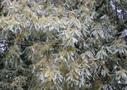 Elaeagnus angustifolia / Keskenylevelű ezüstfa